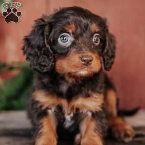 Serena, Cavapoo Puppy
